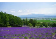【日本北海道夏日遊】 – Day 4 富良野夏天必去的薰衣草農場和童話般的森林小屋