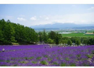 【日本北海道夏日遊】 – Day 4 富良野夏天必去的薰衣草農場和童話般的森林小屋