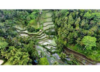 印尼峇里島Ubud找回真正的生活,療癒從烏布開始。